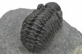 Phacopid (Adrisiops) Trilobite - Jbel Oudriss, Morocco #243895-3